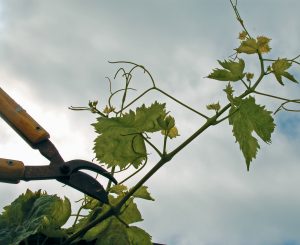 The disposal of grapevine prunings and other agricultural waste is a significant environmental issue. (Photo by Alec MacDonald)