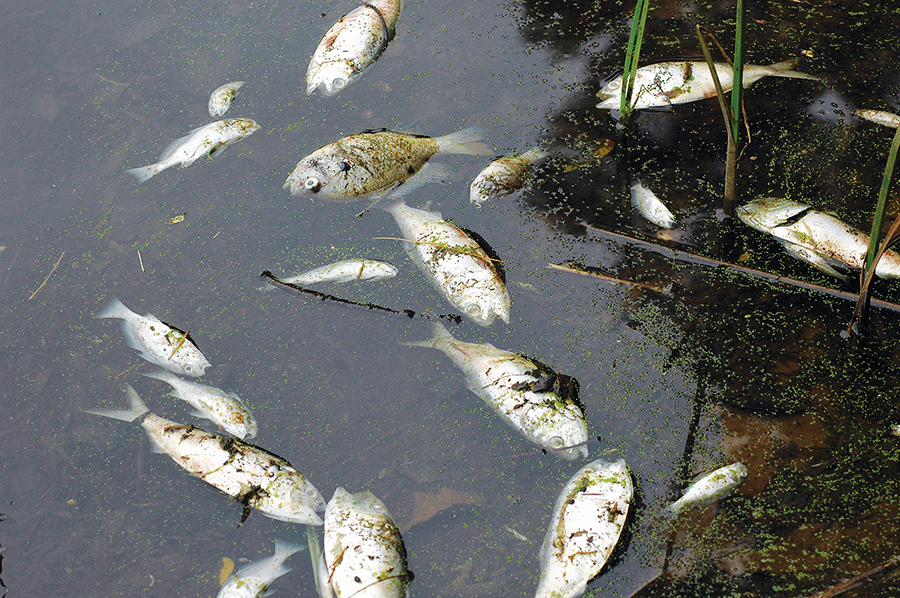 Fish Kill on Weems Creek in Annapolis, MD; Taken 9/10/07