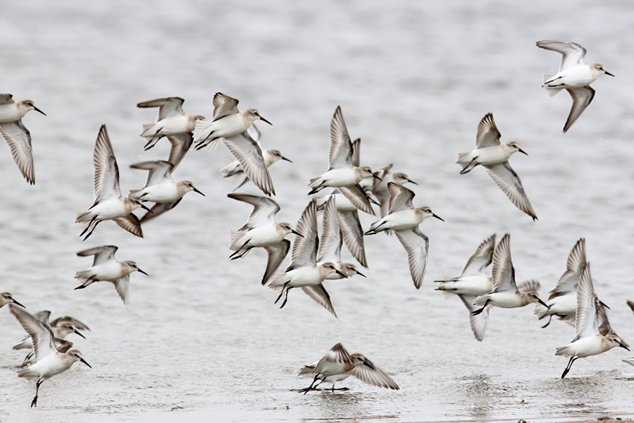 WesternSandpipers_inflight_web