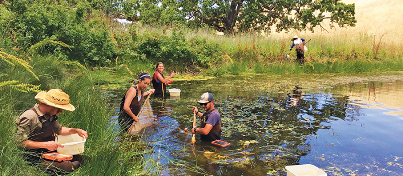 Turtle Pond Survey – Blue Oak Ranch (Web)
